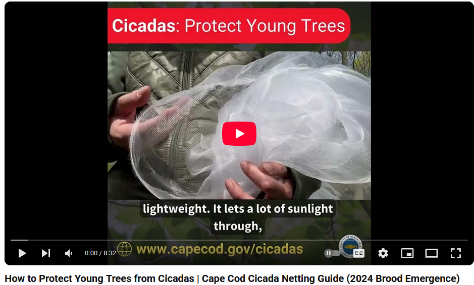 Cicada video
